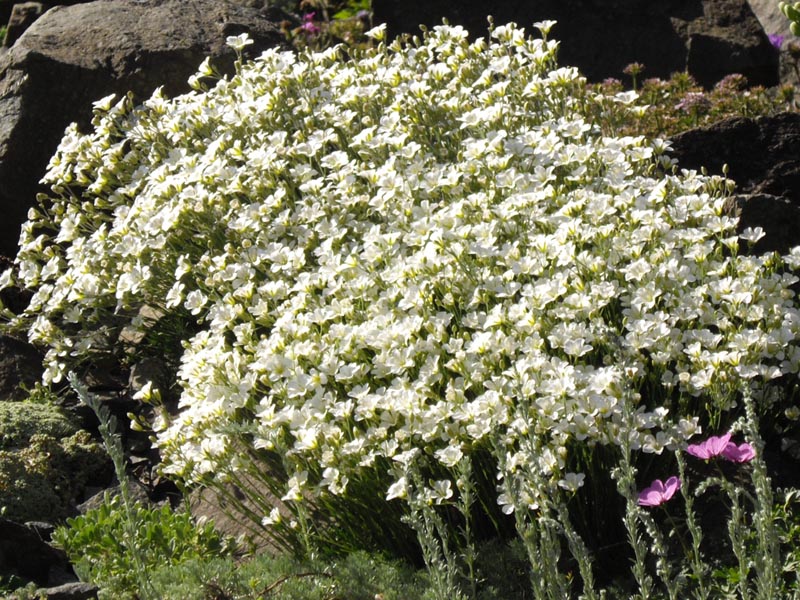 Minuartia capillacea photo